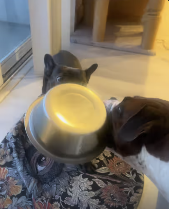 Slow Feeder Dog Bowl !